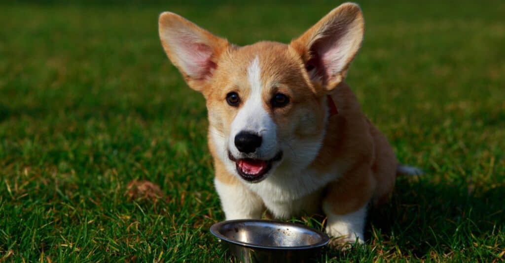 Corgi che mangia cibo