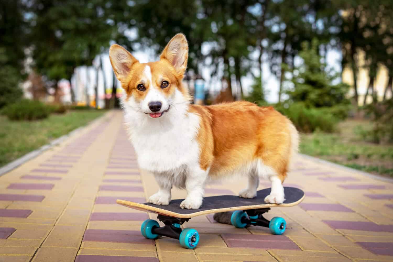 simpatico cane rosso pembroke welsh corgi in piedi su uno skateboard sulla strada per una passeggiata estiva al parco