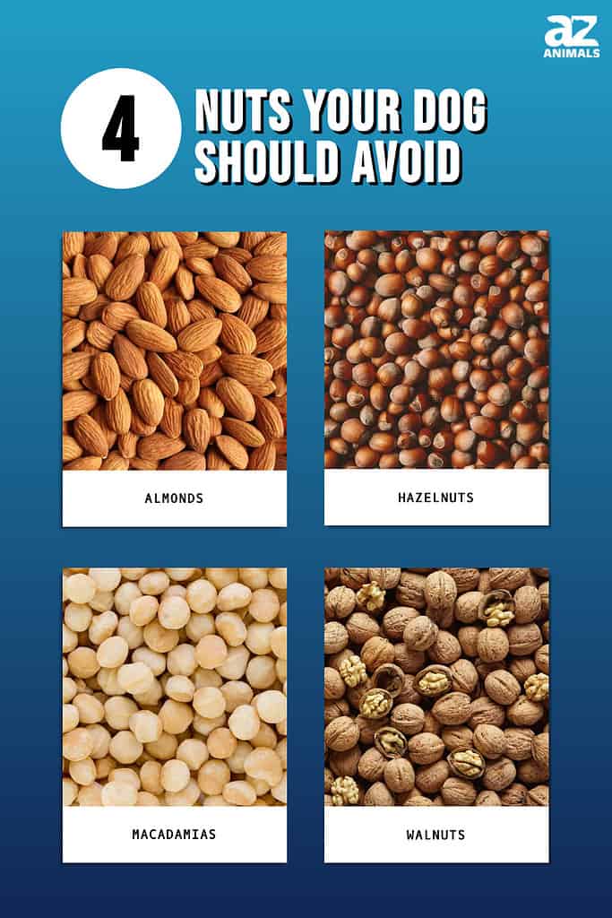 Grafico illustrato di 4 noci che il tuo cane non dovrebbe mangiare