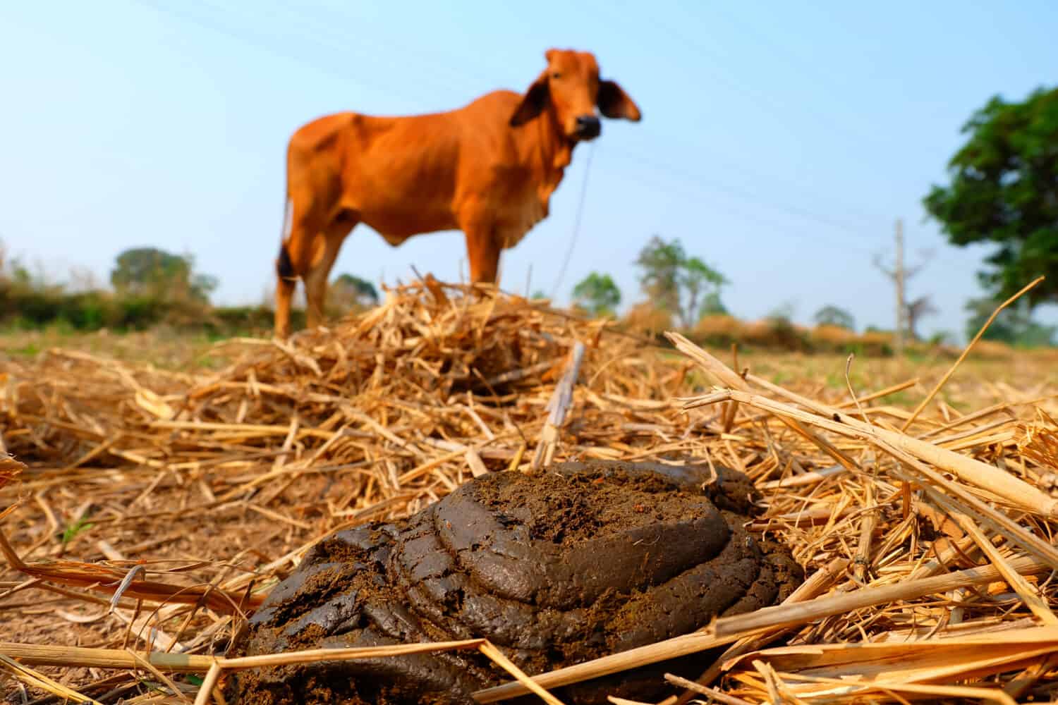 Letame bovino fresco sul pavimento naturale, biofertilizzante ricavato dal letame bovino.