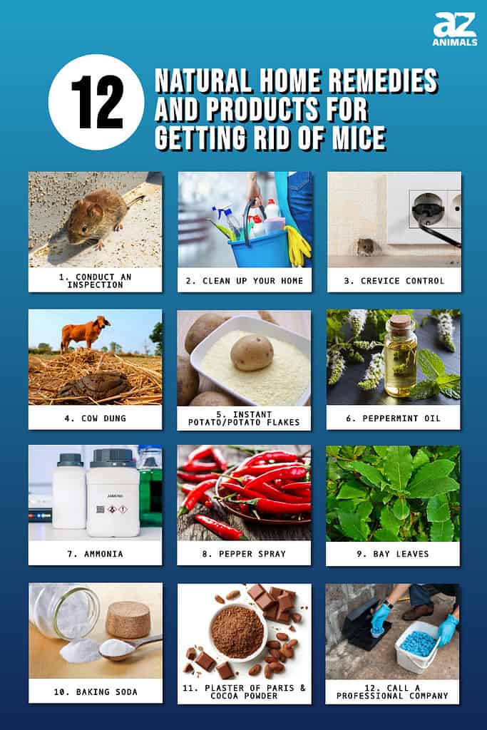 12 rimedi naturali e prodotti casalinghi per sbarazzarsi dei topi