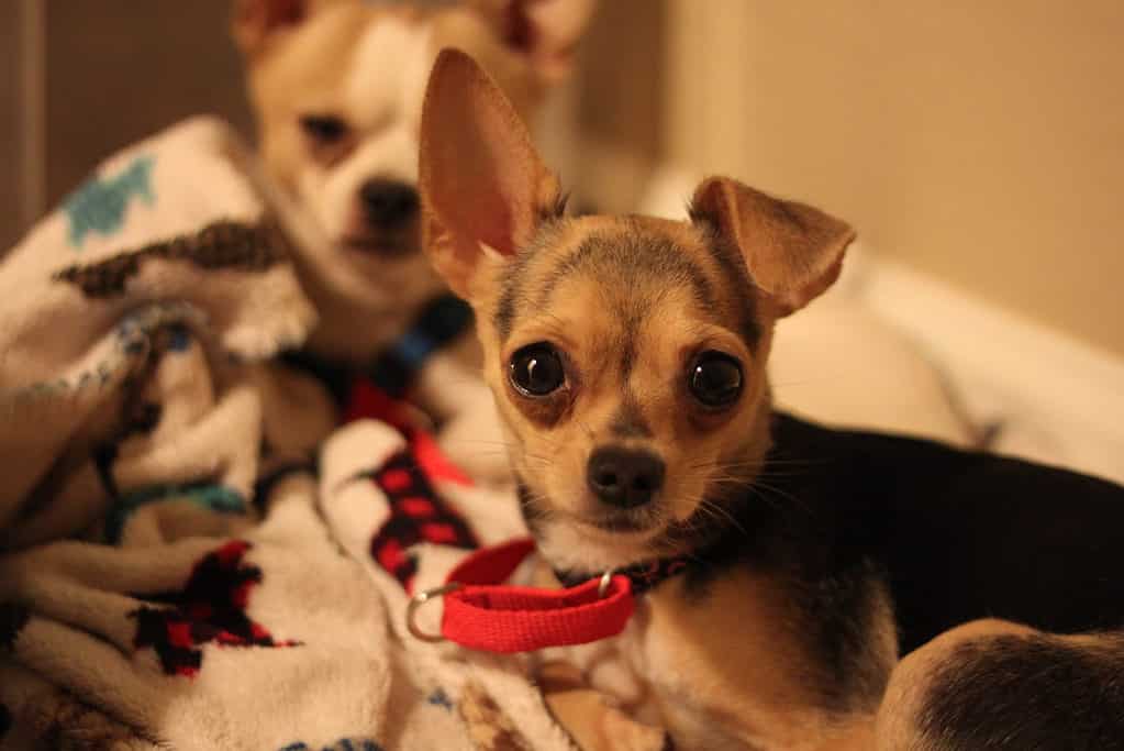 12 cani da tazza che non perdono il pelo
