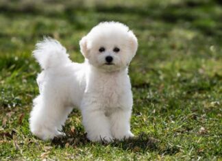 Cucciolo di Bichon Frisé