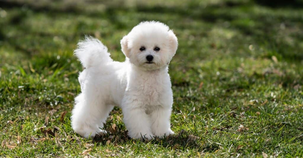 Cucciolo di Bichon Frisé