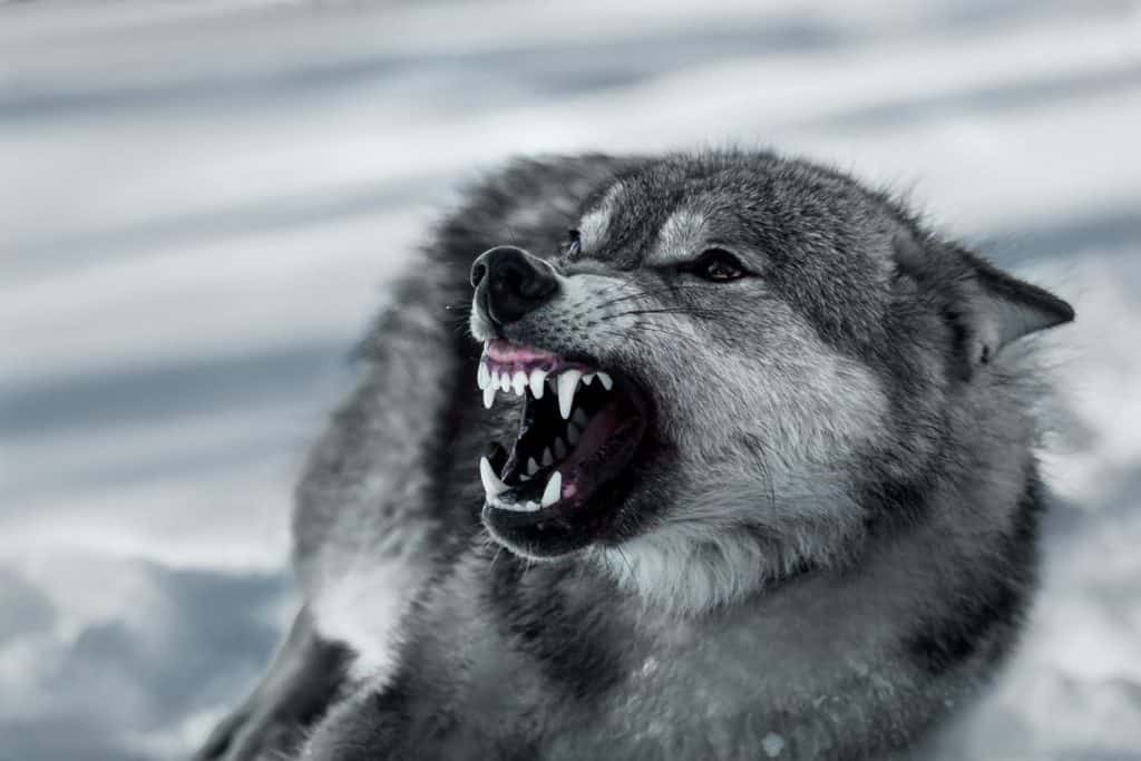 Lupo arrabbiato e sorridente (Canis lupus) in inverno