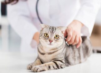 Veterinario che ascolta il cuore di un gatto con uno stetoscopio.