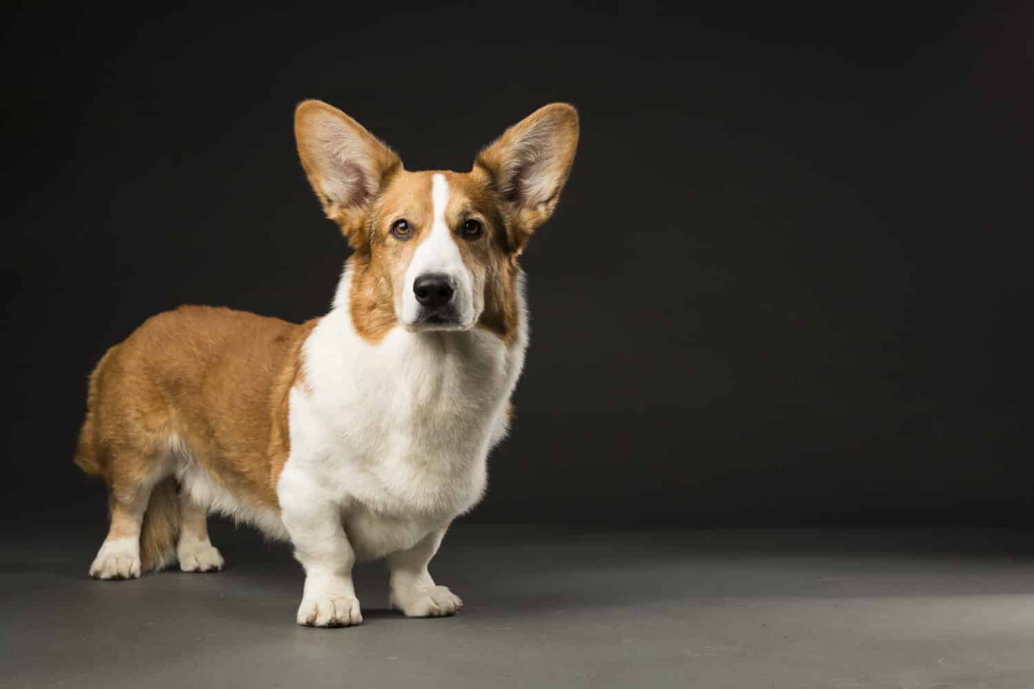 Cardigan Welsh Corgi