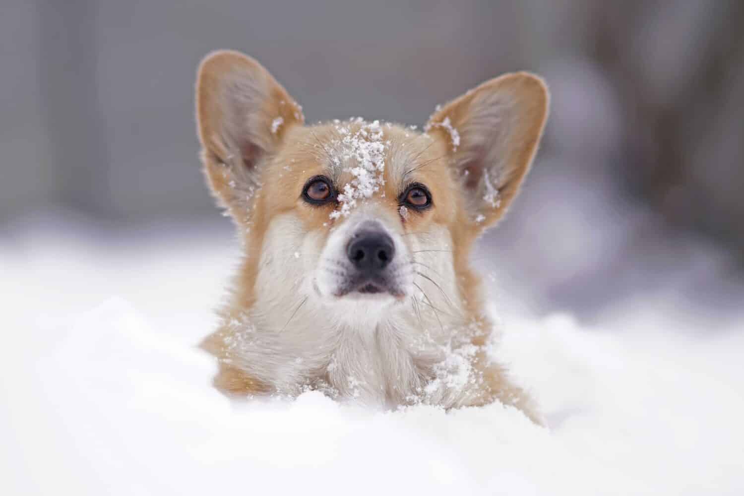 Il ritratto di un cane Welsh Corgi Pembroke fulvo e bianco in posa all'aperto in piedi in una neve profonda in inverno