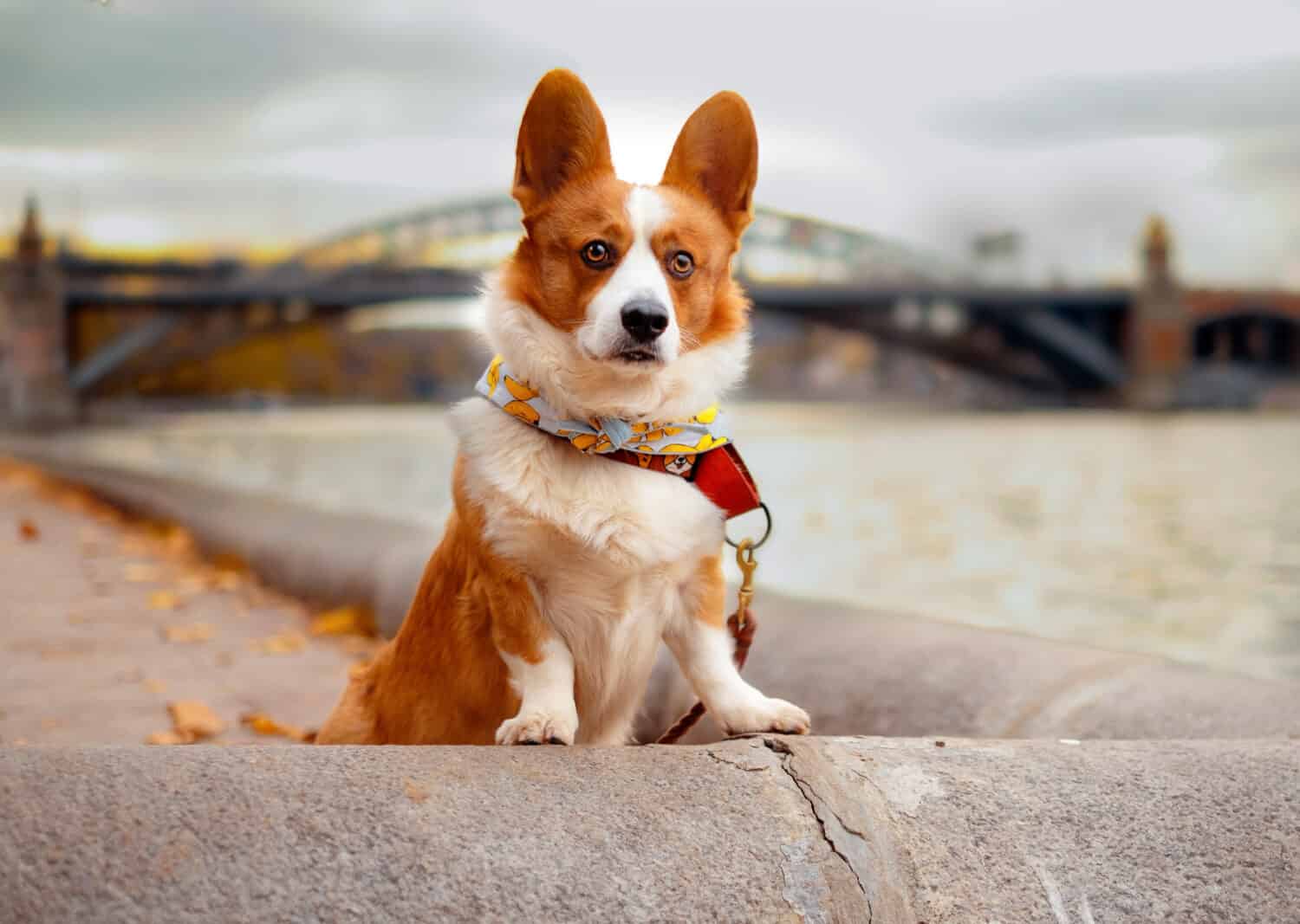 Un welsh corgi cardigan rosso-bianco è in piedi su un parapetto vicino al fiume 