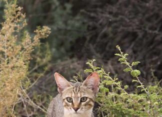 gatto selvatico