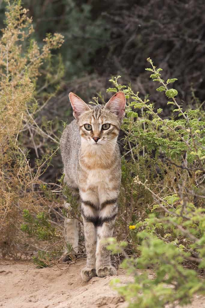 gatto selvatico