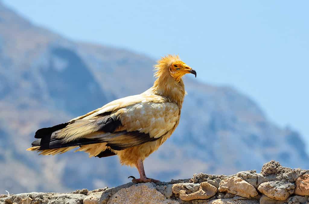 Avvoltoio egiziano, animali selvatici, animale, fauna selvatica, caccia agli animali