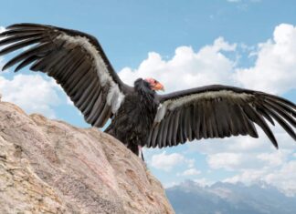 Uccello condor della California su una roccia con le ali spiegate contro il cielo azzurro