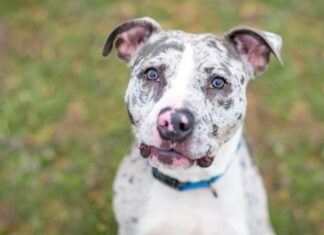 Bulldog di Catahoula