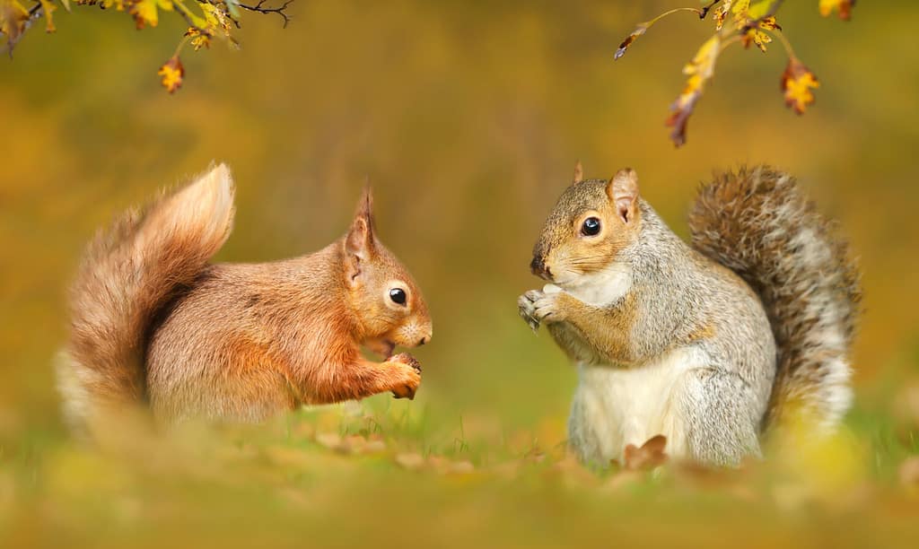 Primo piano di scoiattoli grigi e rossi in autunno, Regno Unito.