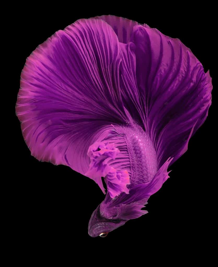 Splendido movimento del pesce Betta rosa viola, il Betta Halfmoon Fancy, il meraviglioso momento commovente del pesce combattente siamese, Betta splendens, il ritmo del pesce Betta isolato su sfondo nero.