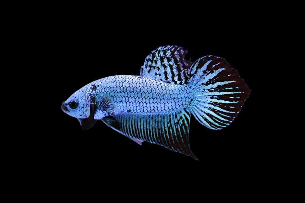 Un betta selvatico blu con coda a vanga.