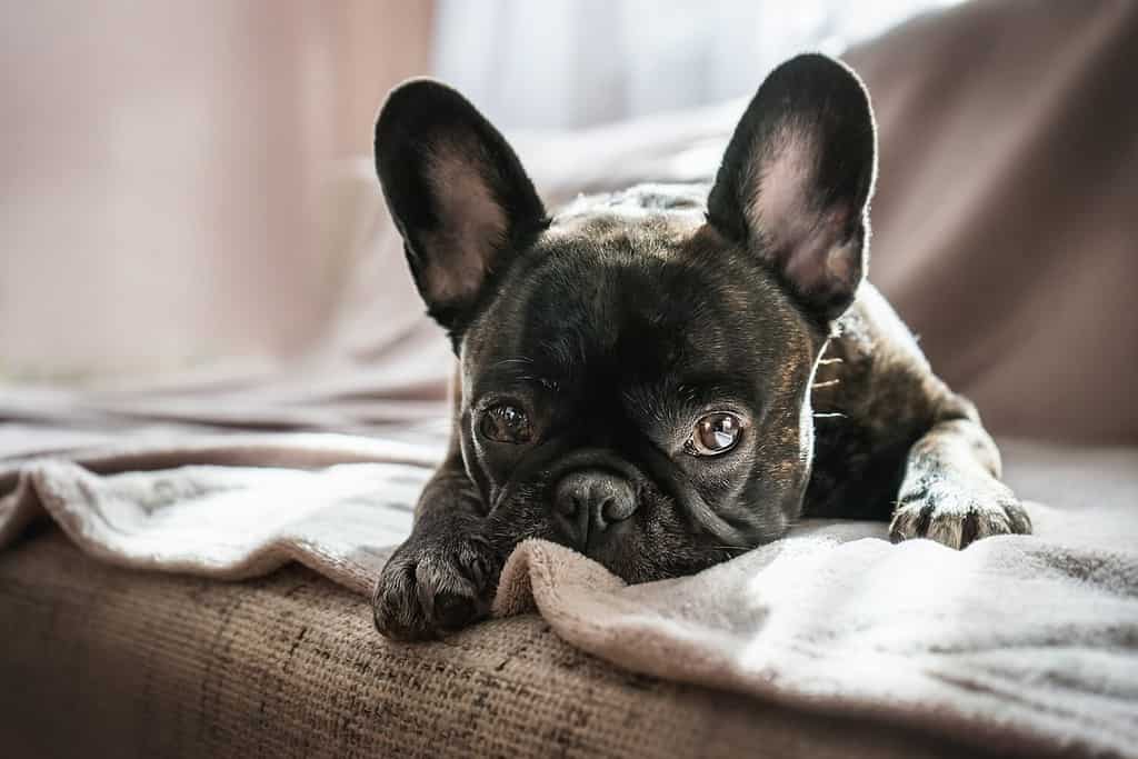 giornata nazionale francese del cane 