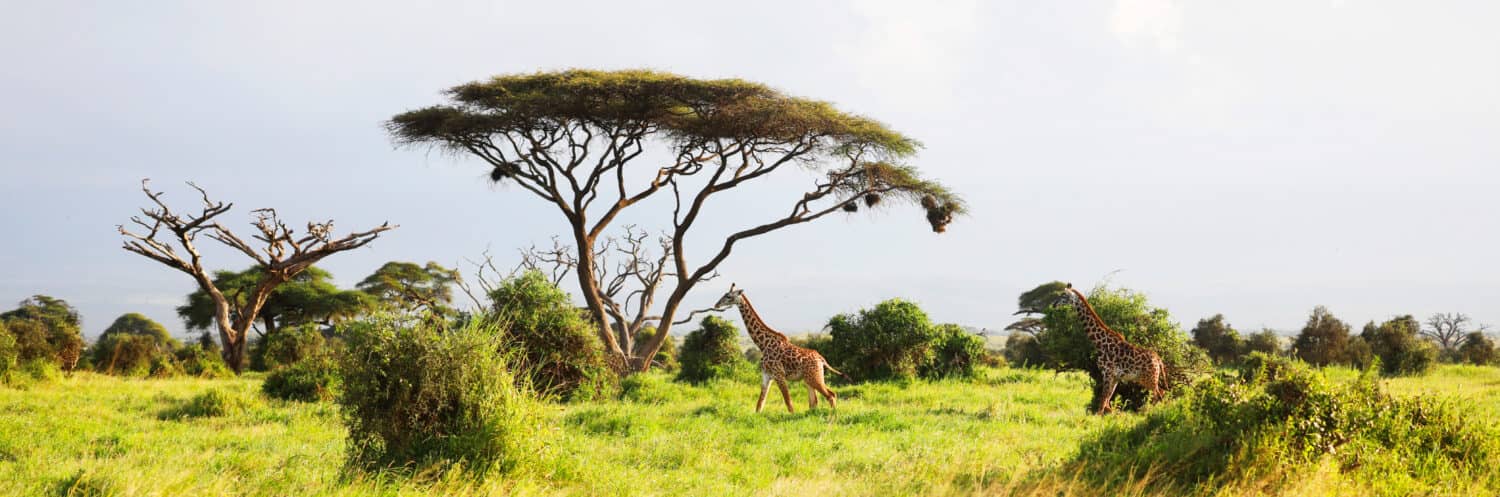 Giraffa Masai, Giraffa Massai nel Parco Nazionale Amboseli, Kenya, Africa