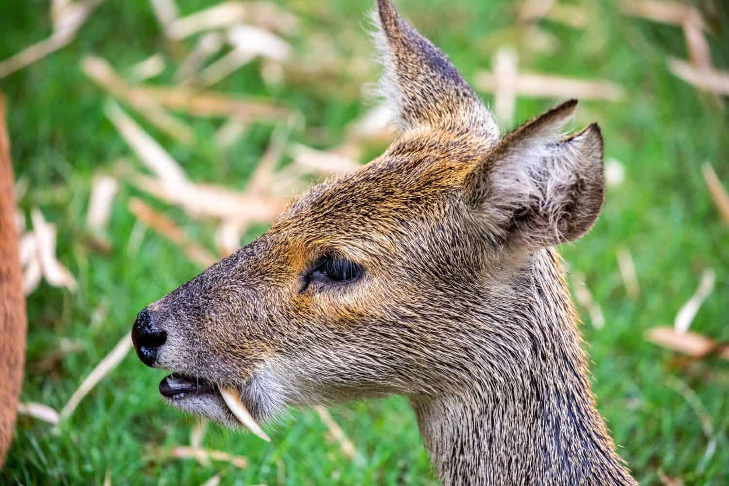 Il cervo d'acqua (Hydropotes inermis) è una piccola specie di cervo originaria della Cina e della Corea. Le sue zanne prominenti.