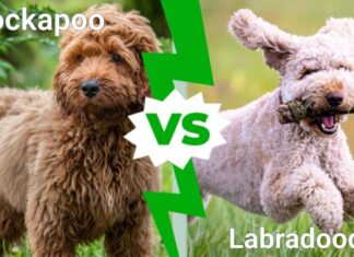 Cockapoo contro Labradoodle