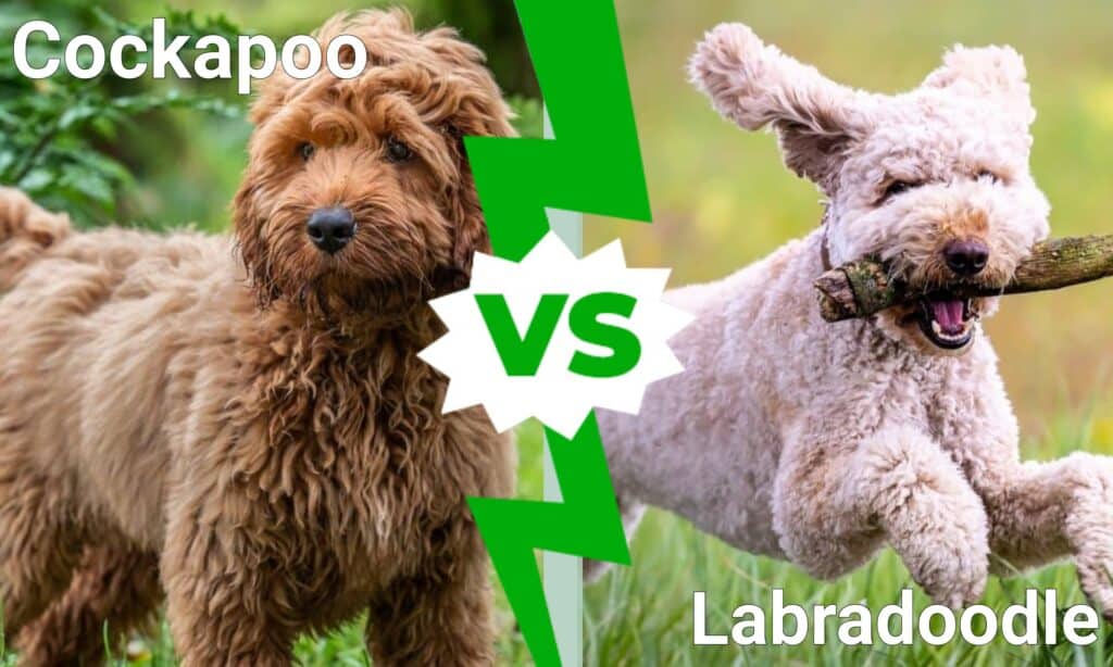 Cockapoo contro Labradoodle