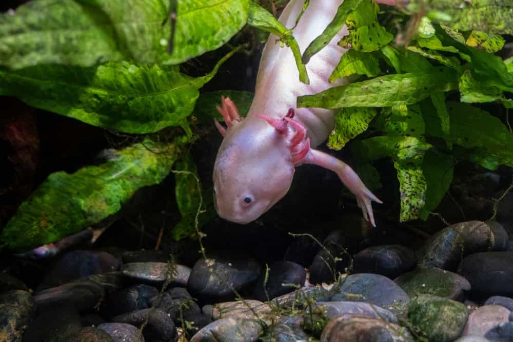 Un adorabile piccolo Axolotl tra le piante dell'acquario.