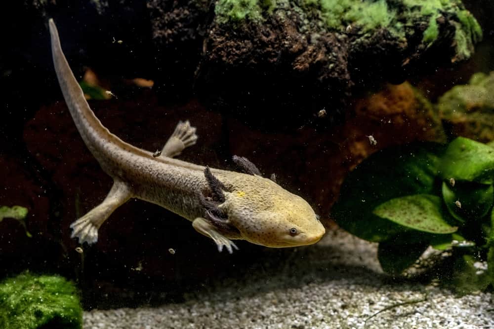 Anfibio axolotl