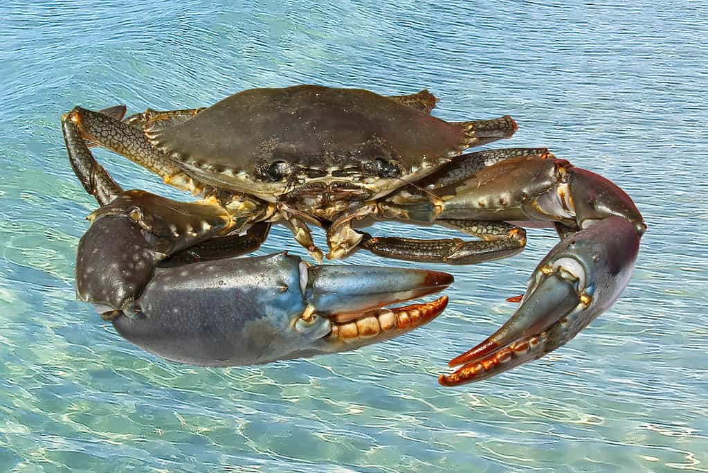 Primo piano del granchio gigante australiano.