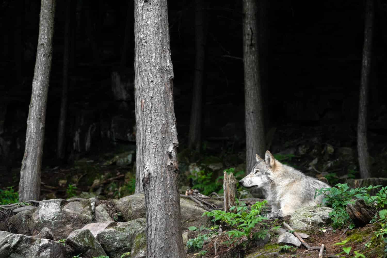 Lupo del Labrador (Canis lupus labradorius) nel suo ambiente naturale.