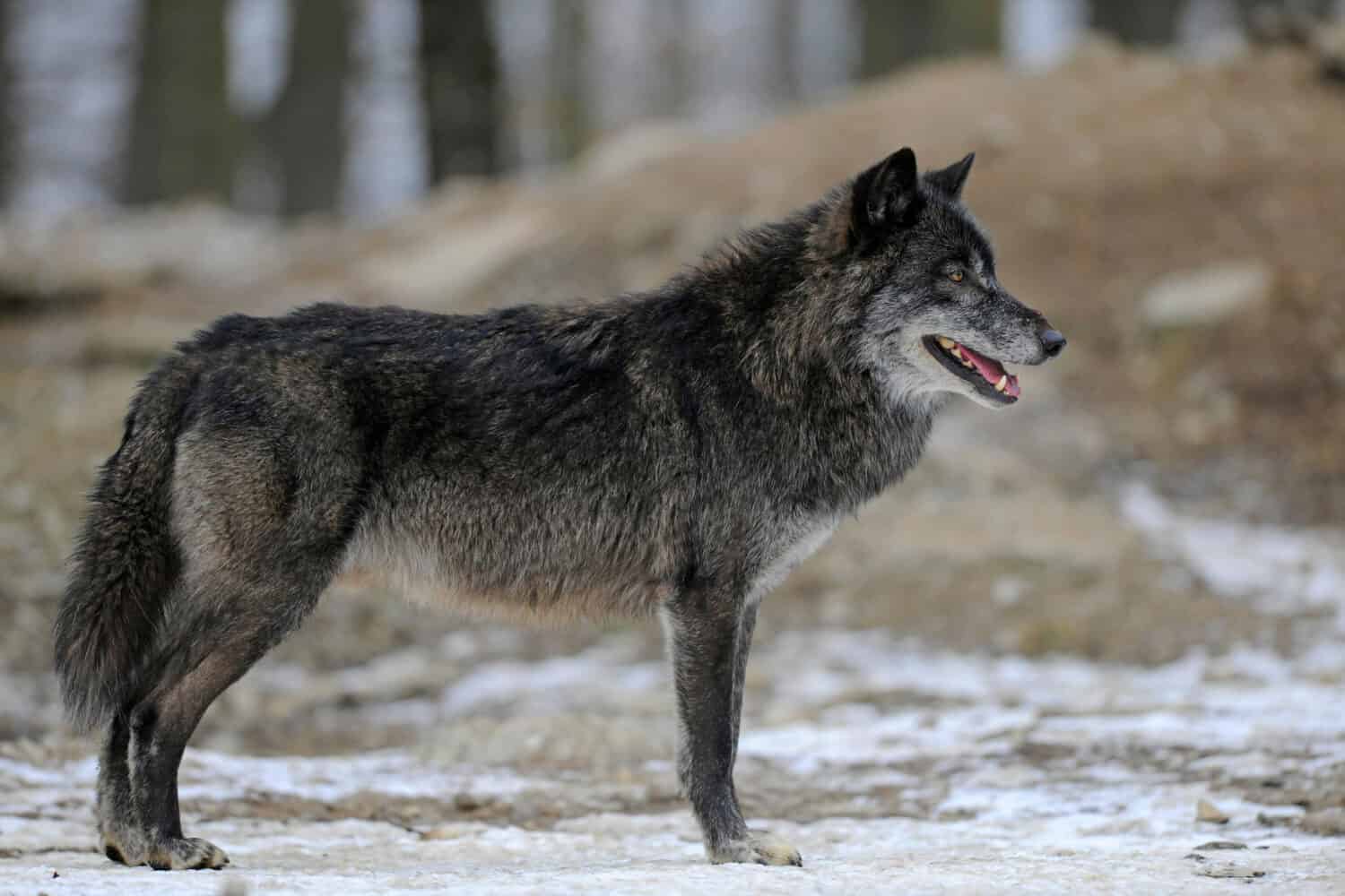 Lupo di Mackenzie, lupo canadese, lupo grigio (Canis lupus lycaon)