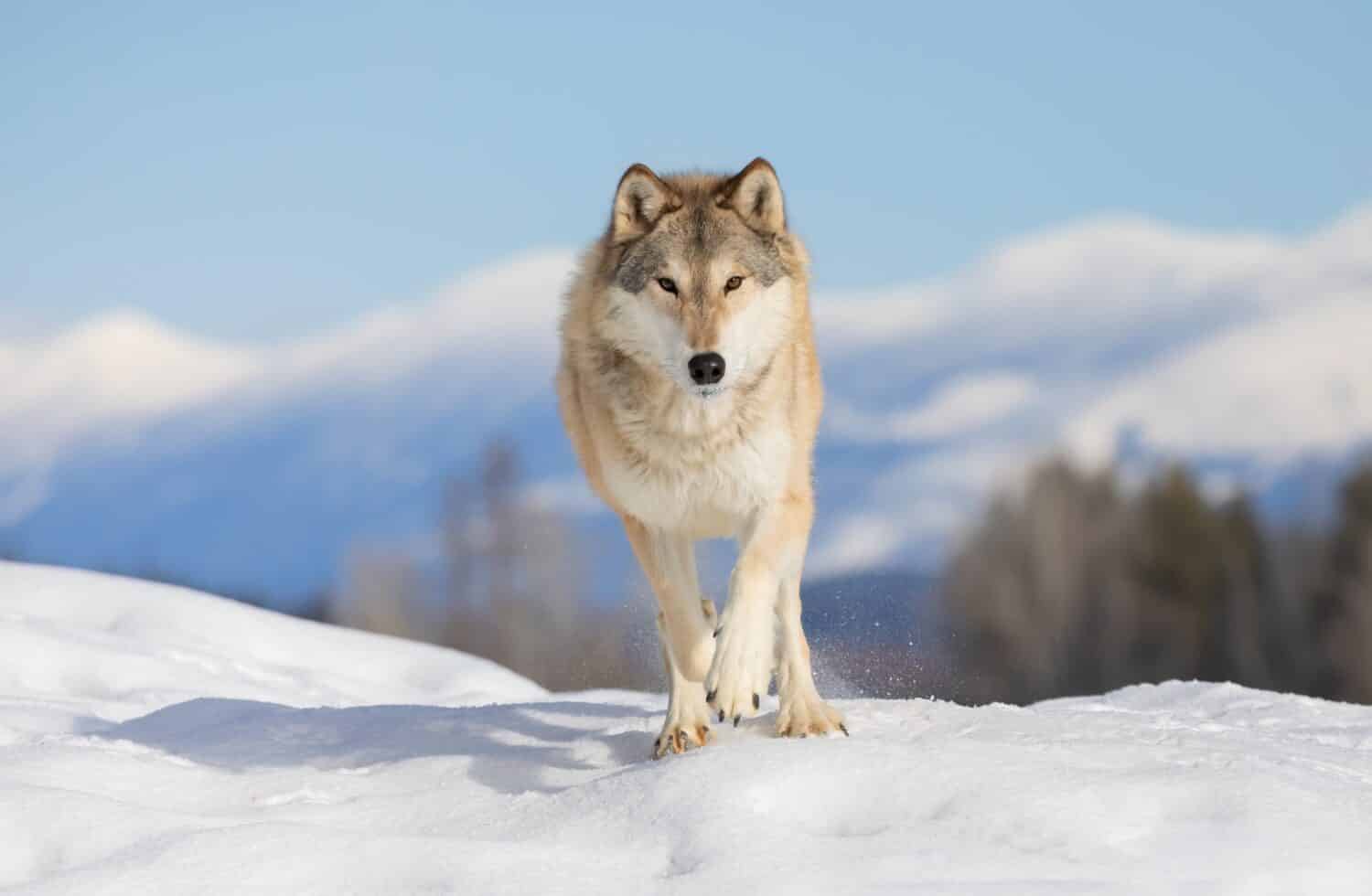 Lupo della tundra che cammina nella neve invernale con le Montagne Rocciose sullo sfondo