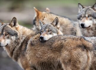 Una famiglia di lupi grigi nella foresta.