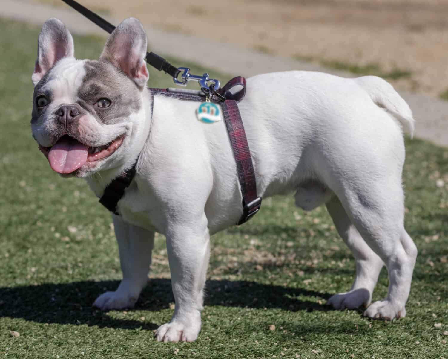 Bulldog francese pezzato maschio di 9 mesi in piedi con la lingua di fuori. Parco per cani nella California settentrionale.