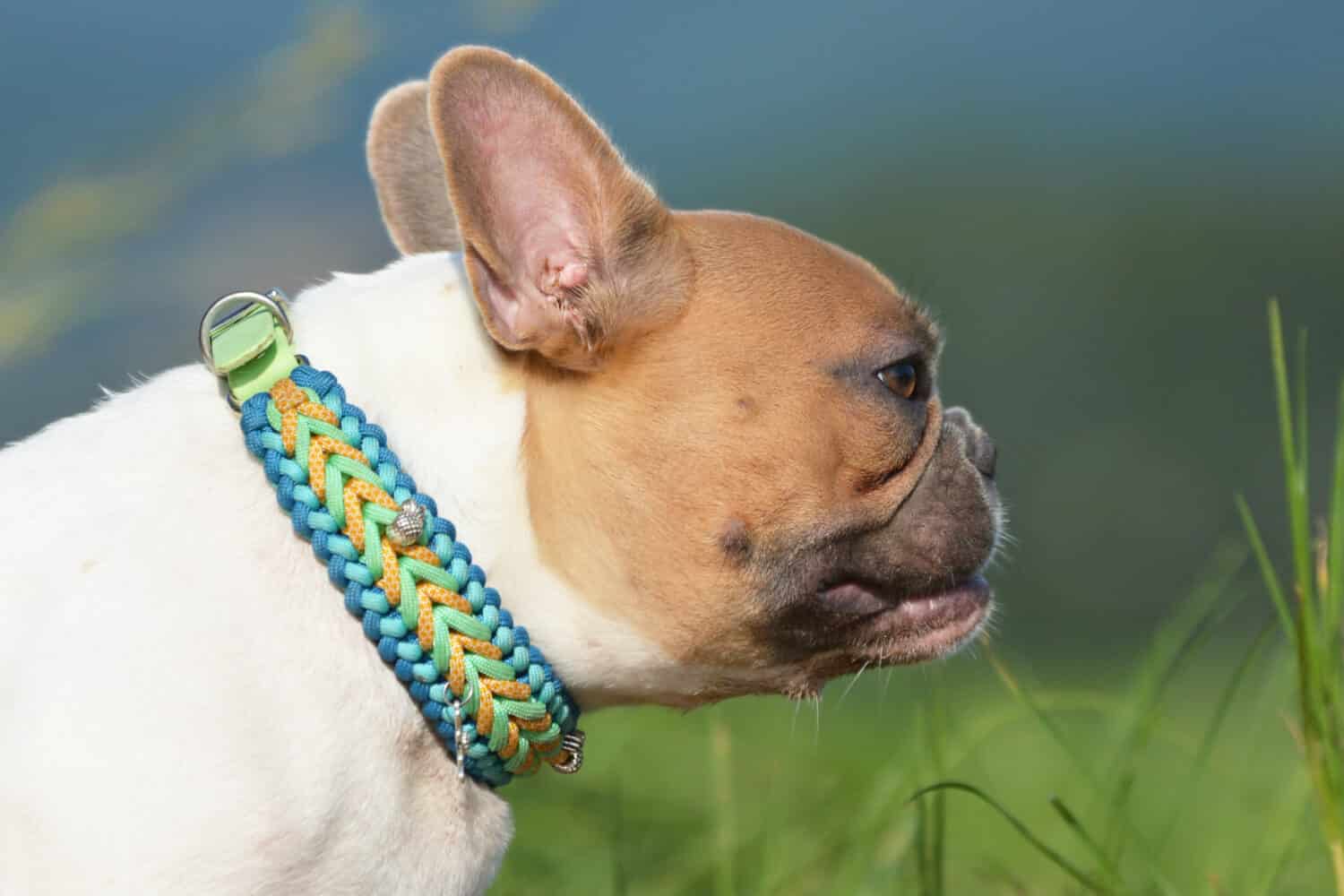 Collare per cani in paracord intrecciato fatto a mano su bulldog francese pezzato rosso 