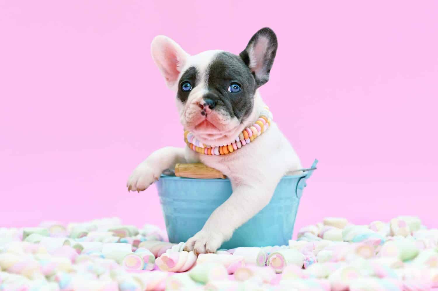 Cucciolo di bulldog francese pezzato blu carino in un secchio tra caramelle di marshmallow su sfondo rosa