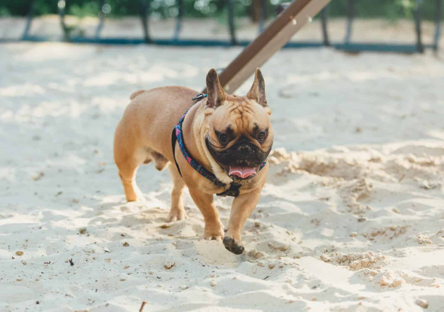 Grande e carino bulldog francese rosso che cammina nel parco verde. Bulldog sulla sabbia.	