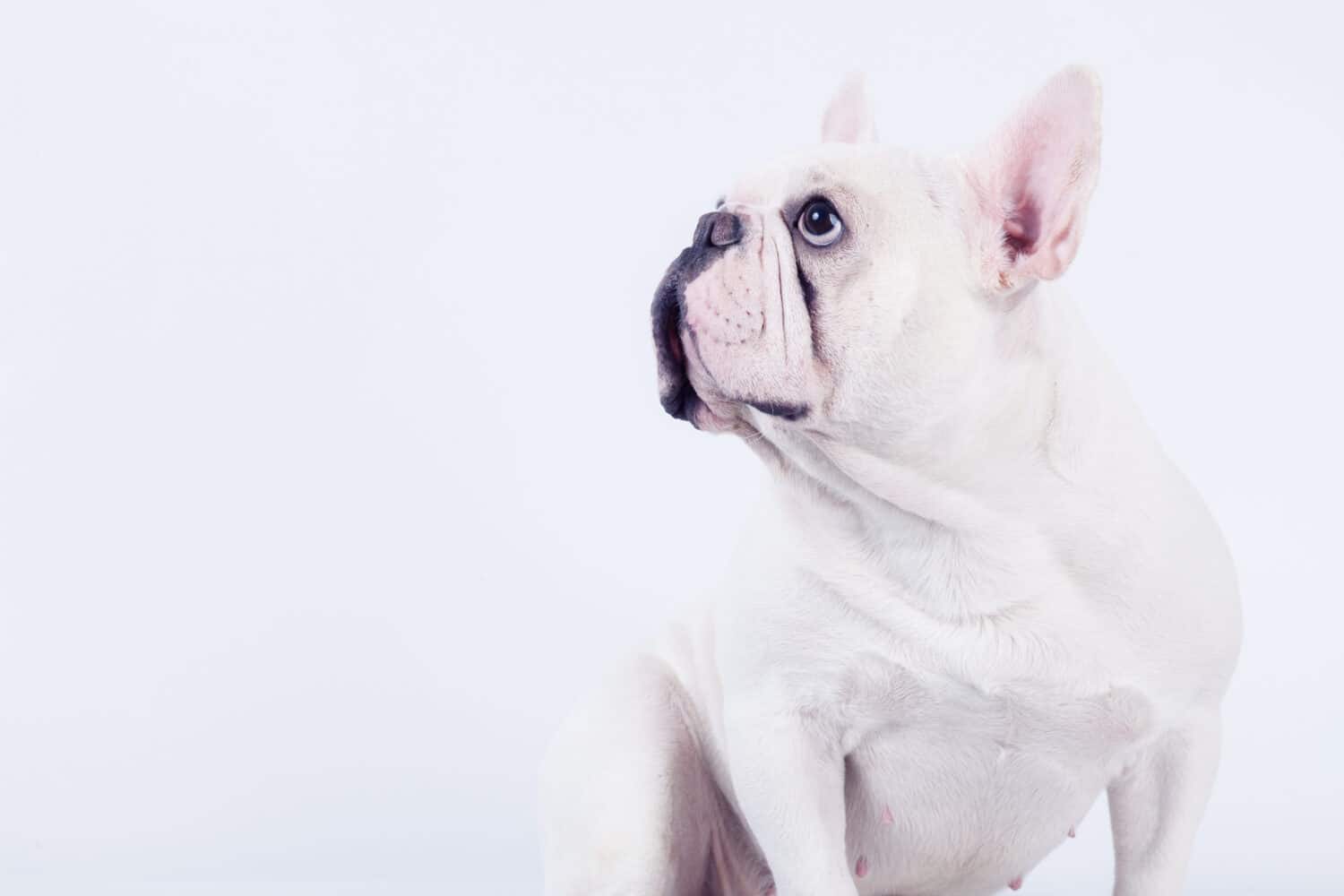 Adorabile bulldog francese bianco seduto che guarda verso l'alto, isolato su sfondo bianco.