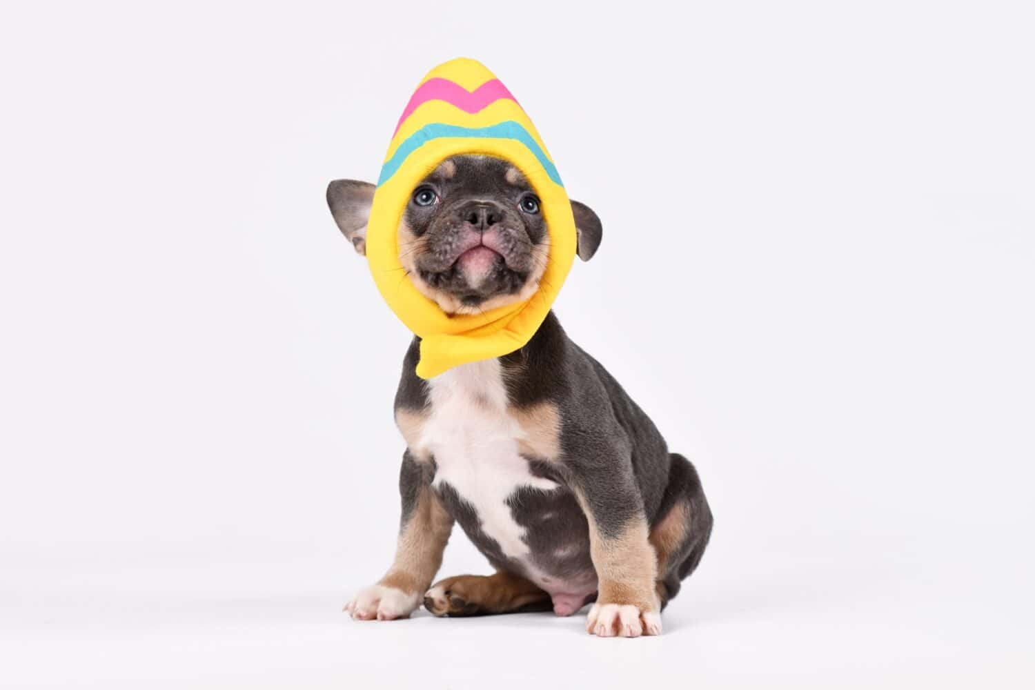 Divertente cucciolo di bulldog francese blu-tan che indossa un cappello in costume da uovo di Pasqua su sfondo bianco