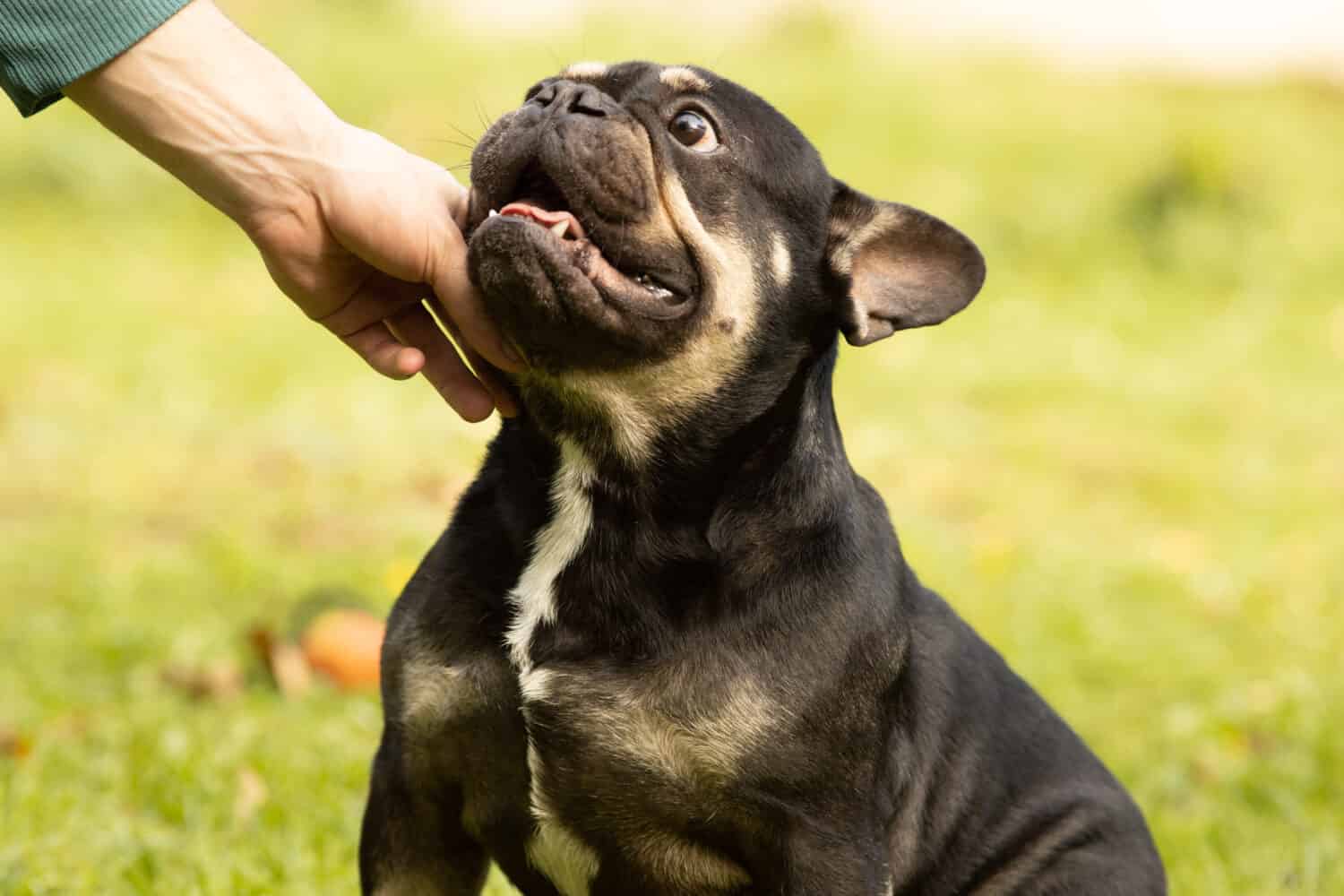 Ritratto di un bulldog francese nero e marrone