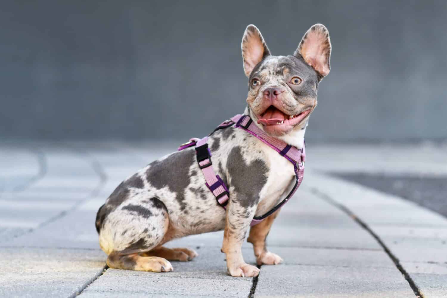 Cane Bulldog francese merle marrone seduto davanti a un muro grigio