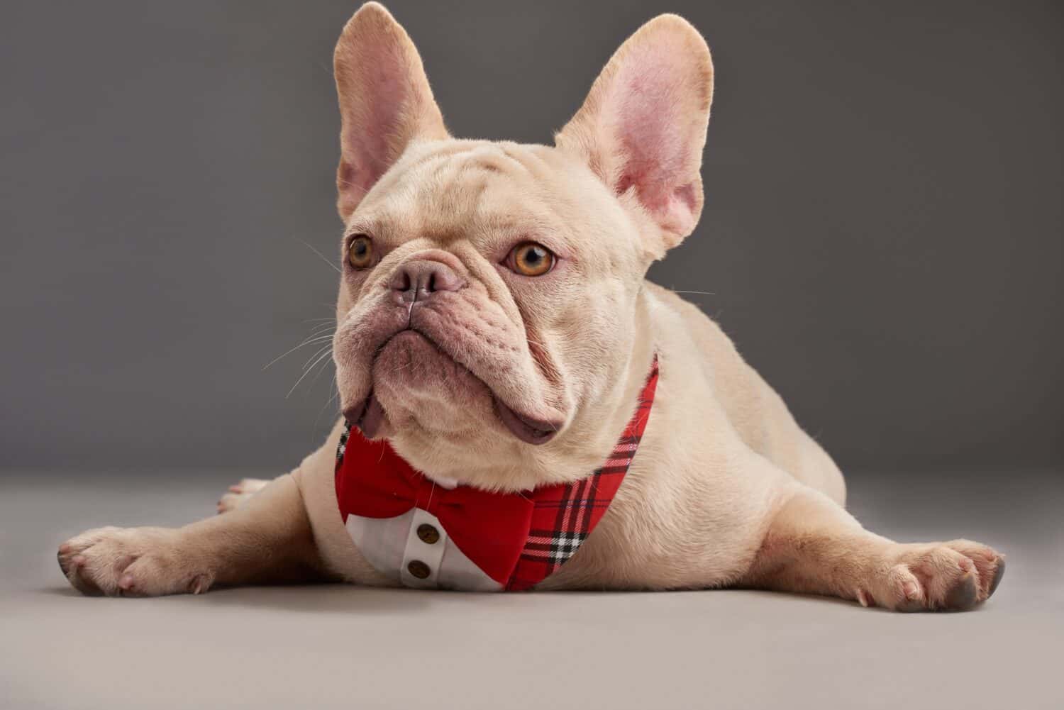 Amante del bulldog francese color platino