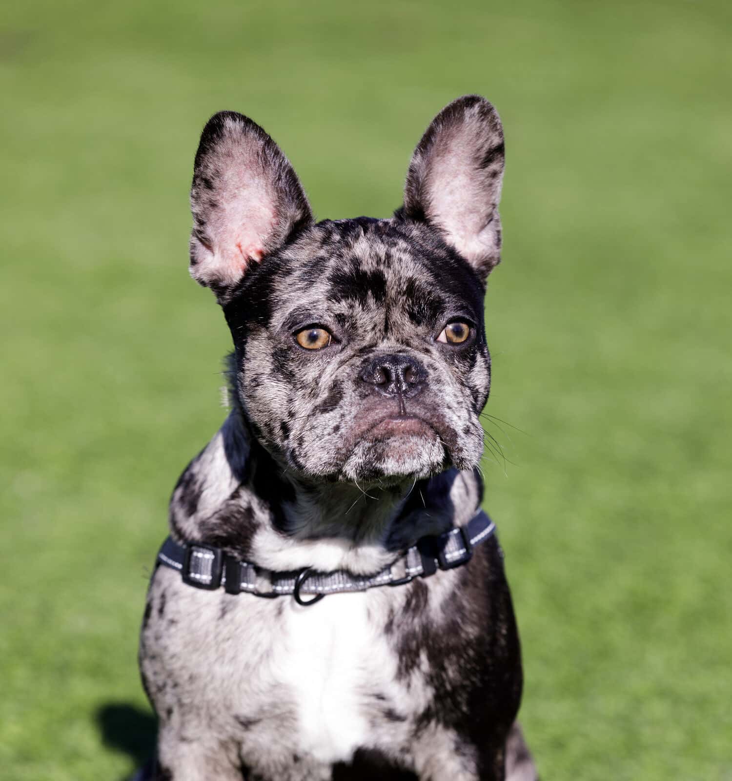 Cucciolo di bulldog francese Black Merle. Parco per cani senza guinzaglio nella California settentrionale.