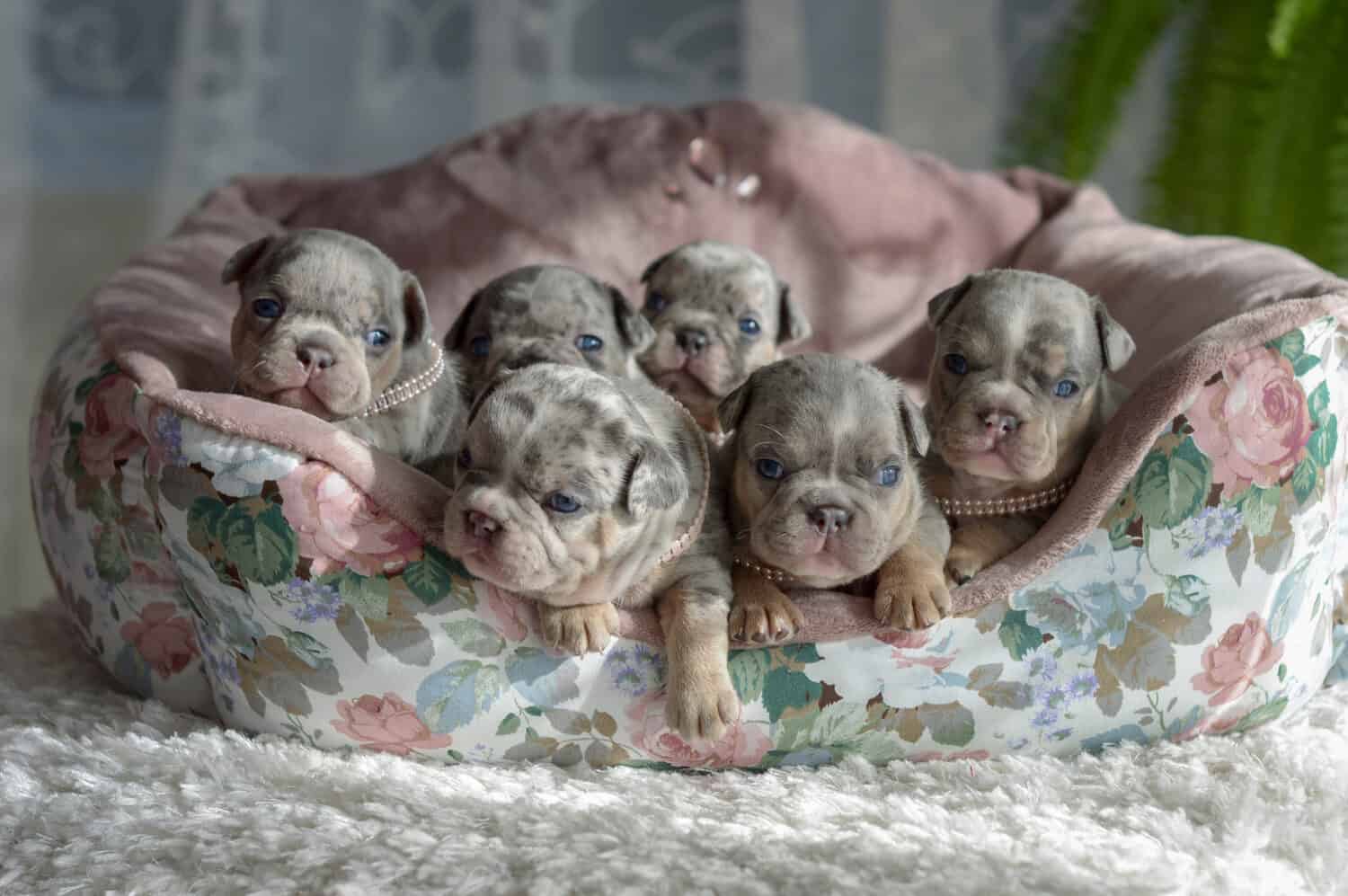 Piccoli cuccioli di bulldog francese blu merle seduti in una cuccia per cani