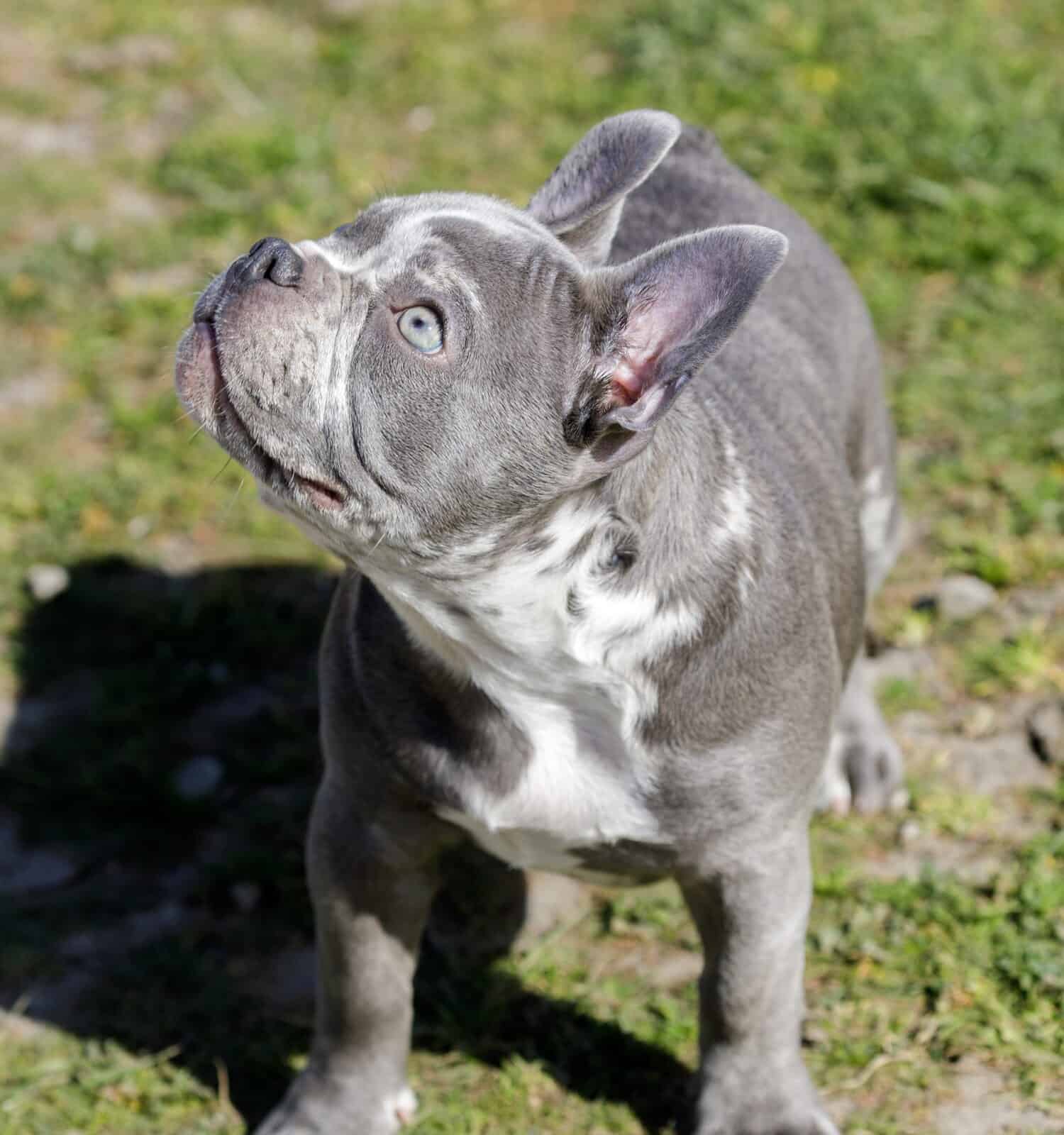 Cucciolo femmina di bulldog francese di 4 mesi, colore lilla merle. Parco per cani senza guinzaglio nella California settentrionale.