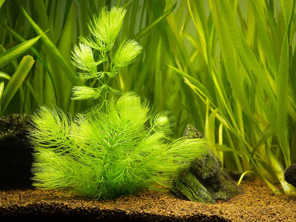 Pianta di Ceratophyllum demersum su un acquario con sfondo sfocato