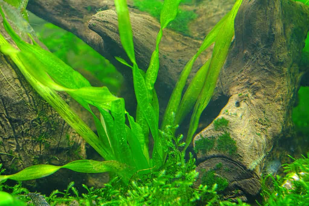 Bellissimo paesaggio di piante acquatiche di Vallisneria