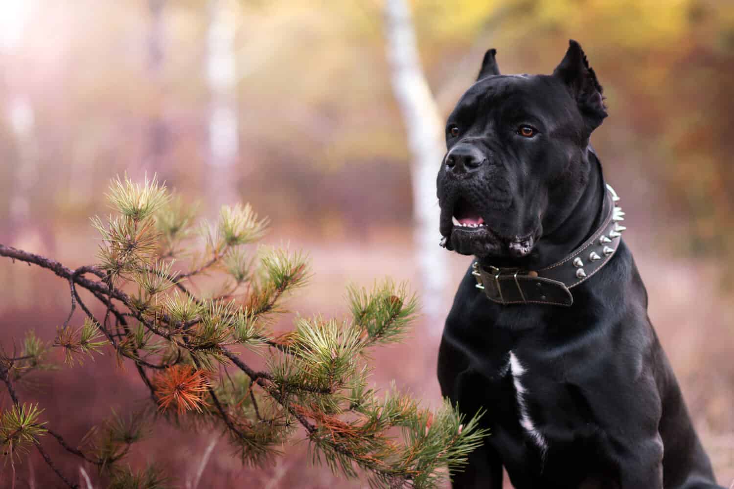 Cane corso nella foresta. Grande cane nero