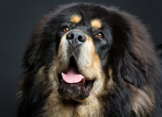 Primo piano di un mastino tibetano su sfondo nero