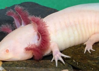 axolotl, variante albina